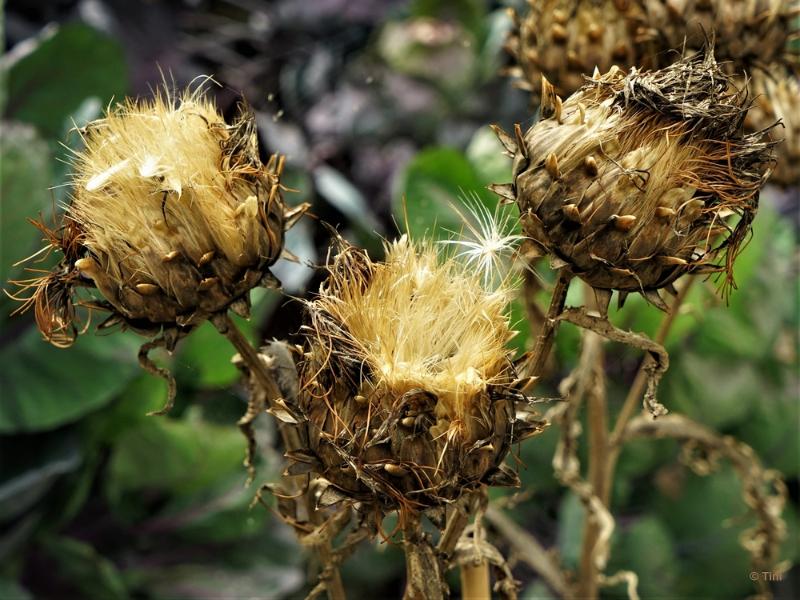 bdFoto 11.JPG - Artis en de hortus botanicus